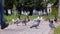 Beautiful plan of a large flock of birds. Pigeons, gulls and ducks together feed on the bread that they throw people. Cool footage