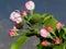 Beautiful plant flowers in the spring garden. Spring buds blossomed and bees and insects flew to the smell. Macrophotographies