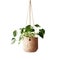 Beautiful plant hanging in brown rustic pot planter isolated on white background