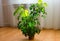 Beautiful plant at home - green sheflera with umbellate leaves