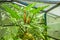 Beautiful plant located inside of a greenhouse with some butterflies around in a garden in Mindo, Ecuador