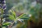 Beautiful plant lupine purple in the morning dew