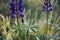 Beautiful plant lupine purple in the morning dew