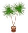A beautiful plant in a pot. Dracaena will decorate your house and office. Decorative evergreen tree. Vector illustration