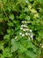 Beautiful plantation clay grass flowers