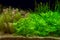 Beautiful planted tropical freshwater aquarium