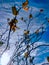 Beautiful Plants and Blue Sky