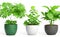 Beautiful plants in ceramic pots arranged in a collection, isolated on a clear background.