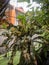 beautiful plants in front of the house.