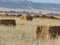 Beautiful plateau field Spain harvests straw bales summer heat