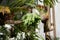 Beautiful platycerium, staghorn fern, deer antler leaves on the wall