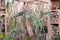 Beautiful platycerium, staghorn fern, deer antler leaves on the wall