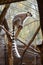 Beautiful playful lemur with a long tail in autumn, sits on wooden branches in sun