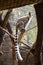 Beautiful playful lemur with long tail in autumn, sits on wooden branches in the sun