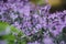 Beautiful Plectranthus purple mona lavender plant