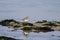 Beautiful plover looking for food