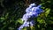 Beautiful plumbago aurculata flower with a beautifull background and rightly clicked with a right focus point