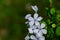 beautiful plumbago auriculate flower bush blooming in front of blurry green background. spring and winter concept