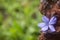 Beautiful Plumbago flower background