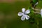 Beautiful plumbago flower blooming in the garden. fresh concept