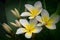 Beautiful plumeria blooms in the garden.