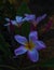 Beautiful plumeria flower blossoms glow at dusk