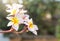 Beautiful Plumeria flower over blurred background with vintage morning warm light