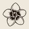 Beautiful plumeria flower template