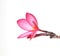 Beautiful Plumeria flower white background