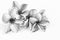 Beautiful plumeria flowers or frangipani flowers
