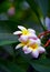 Beautiful plumeria or frangipani flowers