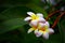 Beautiful plumeria or frangipani flowers