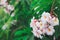 Beautiful Plumeria Frangipani flowers Close up