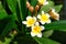 Beautiful Plumeria (frangipani) flowers on tree.