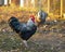 Beautiful plymouth rock chicken rooster with black and white bar