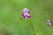 Beautiful poaceae grass flower.