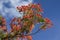 Beautiful poinciana ,peacock flower, Gulmohar flower with blue sky and blured cloud