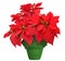 Beautiful poinsettia