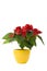 Beautiful Poinsettia - Christmas Star