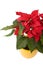 Beautiful Poinsettia - Christmas Star