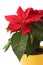 Beautiful Poinsettia - Christmas Star