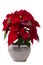 Beautiful poinsettia (Euphorbia pulcherrima) flower.