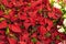 Beautiful poinsettia flowers are ready for the holiday season. Background of flowering plants Euphorbia pulcherrima