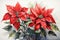 Beautiful poinsettia flowers on white background. Watercolor painting AI generated Generative AI