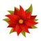 Beautiful poinsettia icon, cartoon style