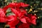 Beautiful poinsettia. Traditional Christmas flower