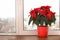 Beautiful poinsettia traditional Christmas flower in pot on windowsil