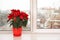 Beautiful poinsettia traditional Christmas flower in pot on windowsill.