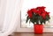 Beautiful poinsettia traditional Christmas flower in pot on windowsill