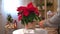 Beautiful poinsettia in wicker pot and woman hands preparing gifts on blurred holiday decoration background. Traditional